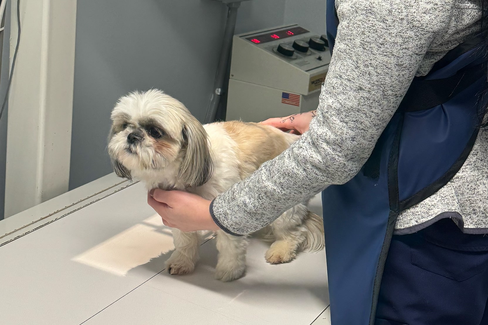 puppy exam in Charlotte NC