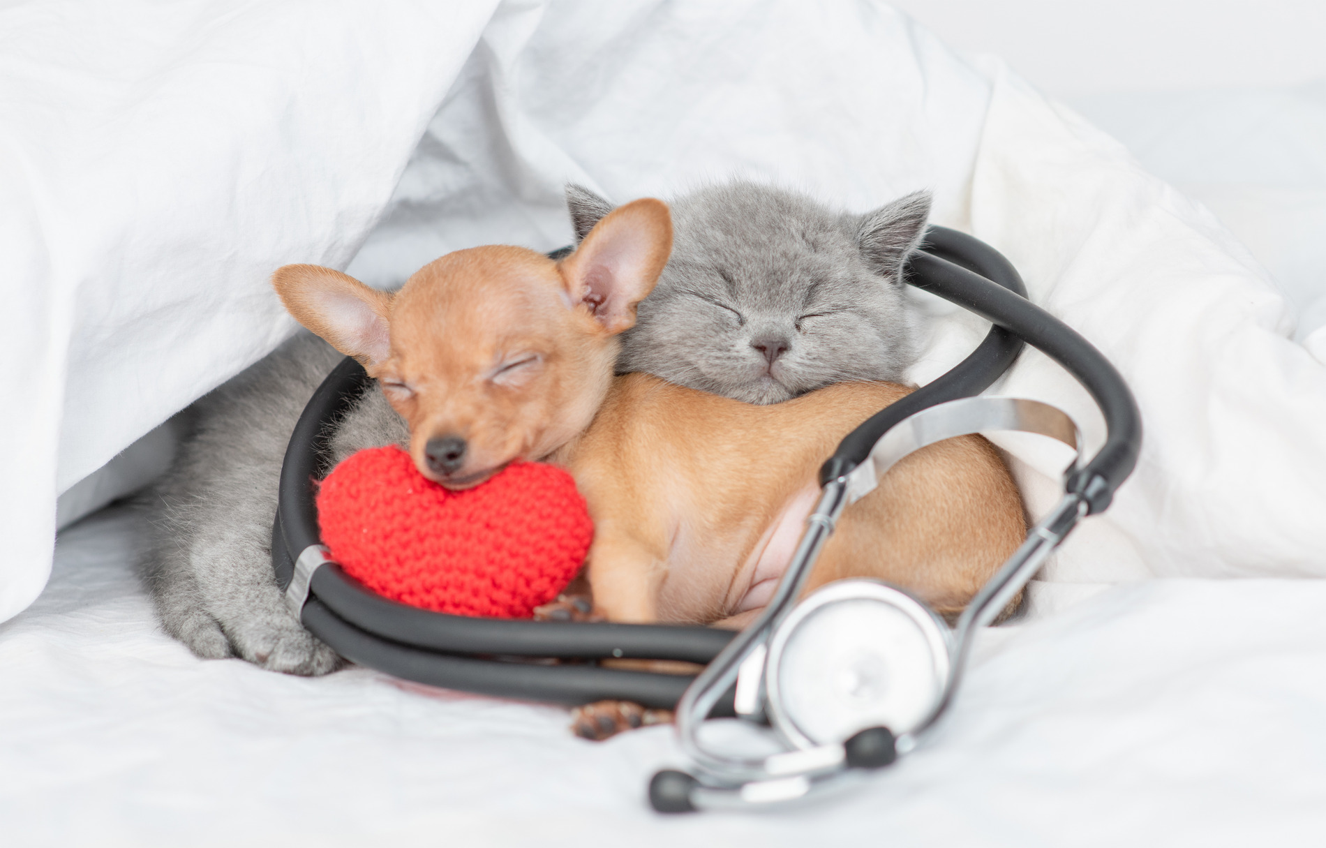 Puppy and kitten after spaying and neutering in Charlotte NC