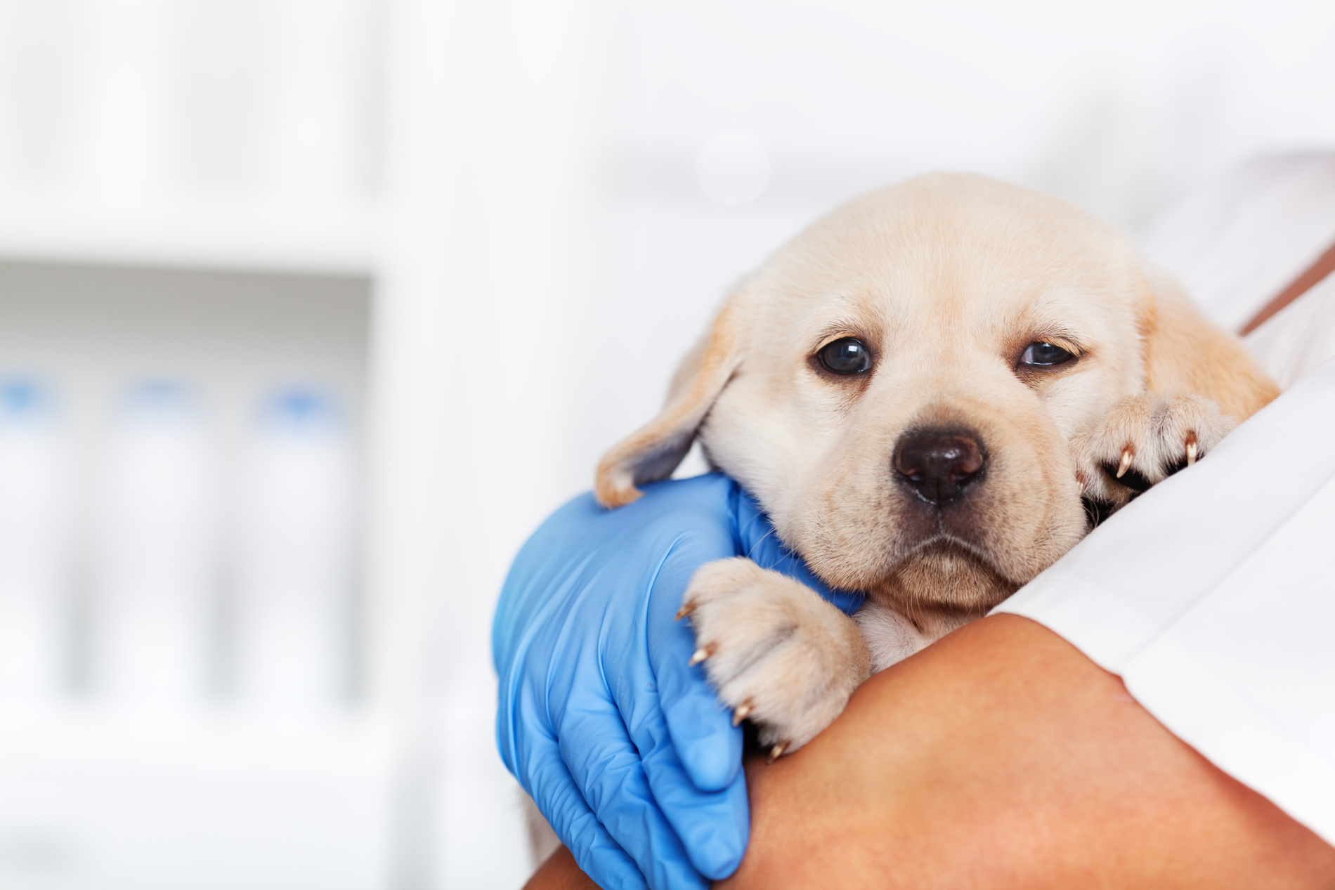 Veterinary healthcare professional holding a cute labrador puppy dog Dog stable and happy at his pet hospitalized care in Charlotte NC