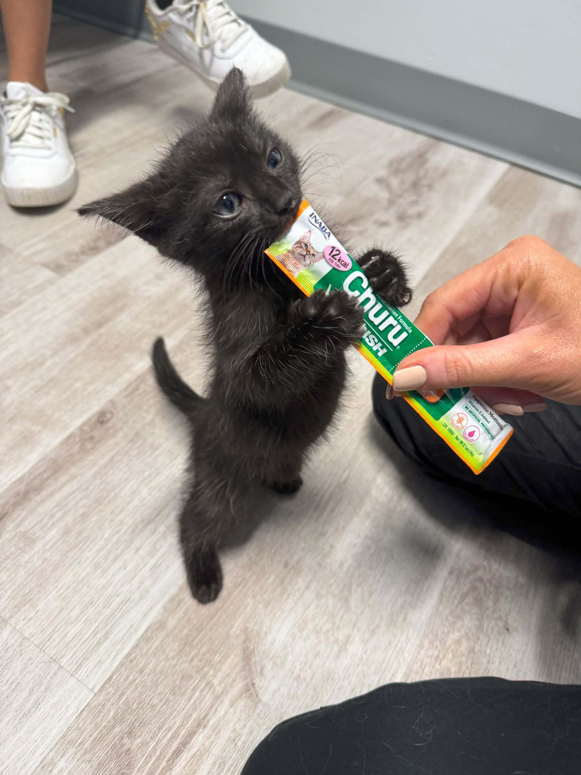 feline friendly vet charlotte