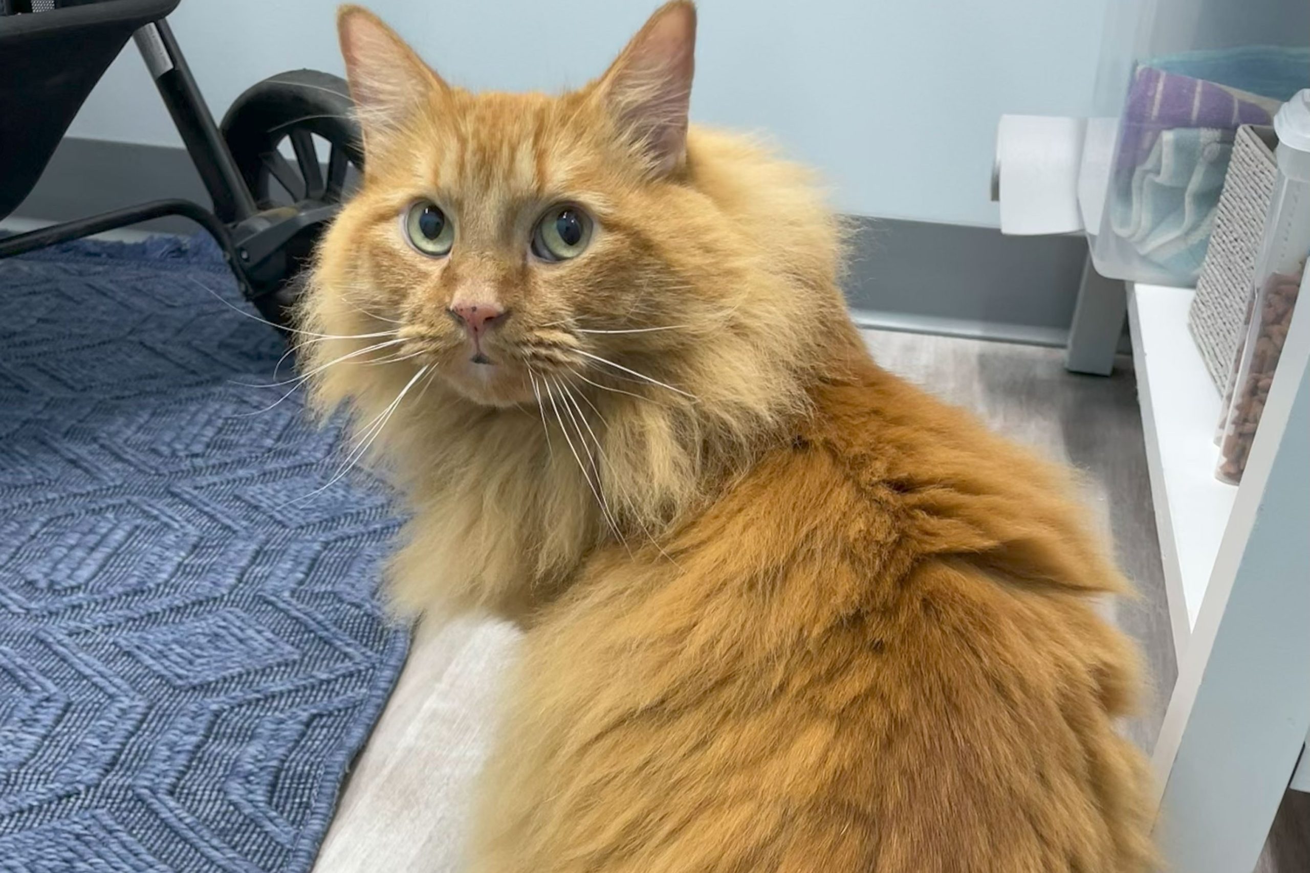 Cat with healthy teeth after dental care for pets in Charlotte