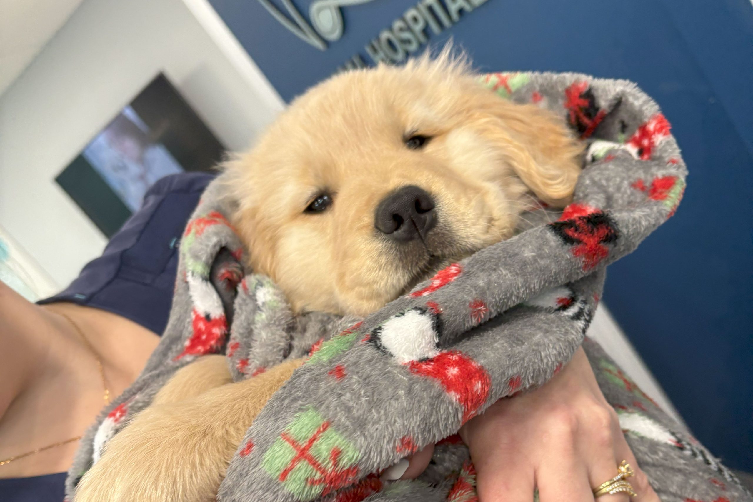 IMG_7802 v2 Puppy snuggling after spay and neuter services at Charlotte Companion Animal Hospital