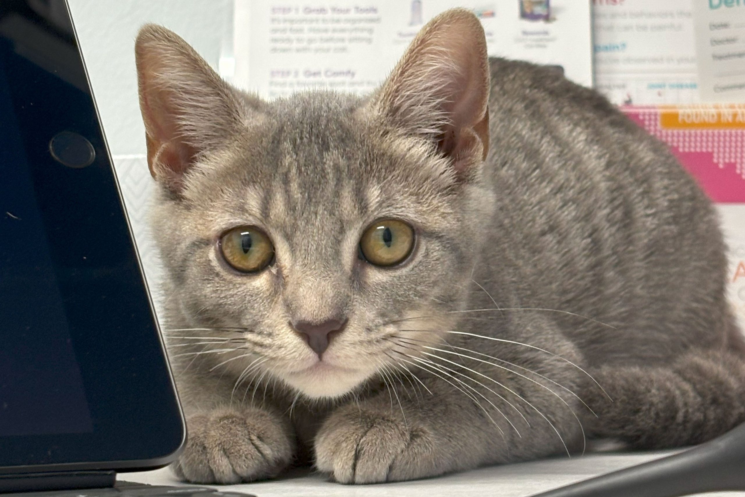 IMG_9728 v2 Cat after she was treated by a board certified veterinary dermatologist in Charlotte NC