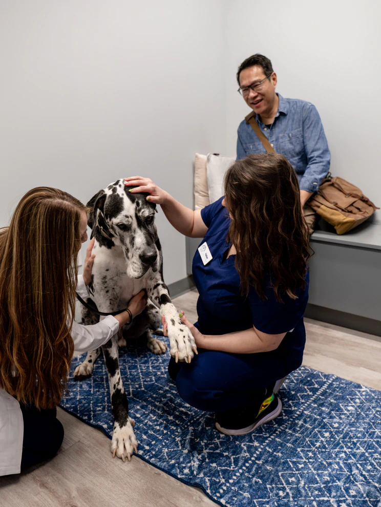 veterinary team smiling and holding a dog after vet appointment at charlotte companion animal hospital